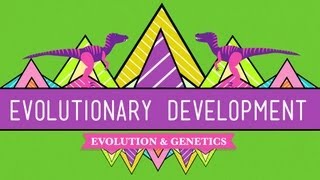 Evolutionary Development Chicken Teeth  Crash Course Biology 17 [upl. by Ellenhoj]