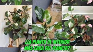 PHILODENDRON WHITE KNIGHT PLANT PLANTA DE INTERIOR RARA  MUNDO PLANTIL 🪴 [upl. by Getraer]