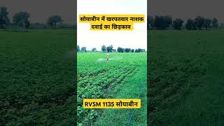 1135 soyabean varaity 1135 soyabean shorts viral ytshorts dharmenthakur madhyapradesh [upl. by Glenden]