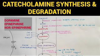 Autonomic Pharmacology  12  Catecholamines Synthesis amp Degradation  EOMS [upl. by Ameg231]