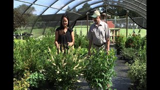 Home Gardener  Native Shrubs Clethra and Buttonbush [upl. by Ative]