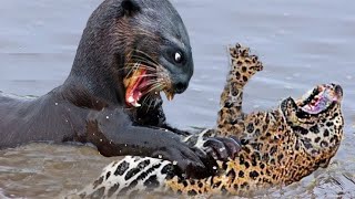 Mother Otters FEARLESS Attack on Leopard to Protect Her Cubs [upl. by Pendleton]