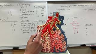 3B Pulmonary Lobule Model [upl. by Giliana579]