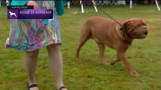 Dogues de Bordeaux  Breed Judging 2022 [upl. by Sadowski]