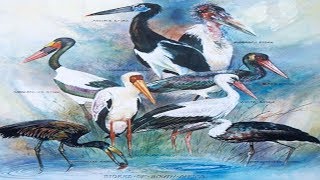 All Stork Species  Species List [upl. by Nagear]