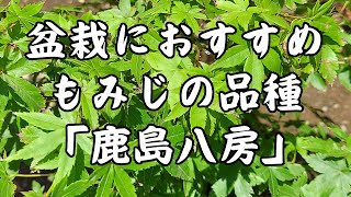 もみじ盆栽に一番おすすめしたい品種「鹿島八房」 [upl. by Ailecnarf]