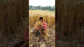 Harvesting amp Tieing Bundles of Wheat shorts [upl. by Schwitzer]