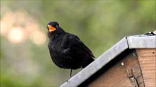 Amselgesang  Diese Töne gibt eine Amsel von sich singen und schimpfen [upl. by Eirrok752]