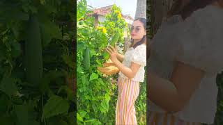 Collect luffa gourd for sour soup luffagourd food cooking [upl. by Lemkul]