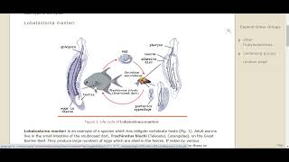 Ch10 Lec4 Class Monogenea and Trematoda [upl. by Asina322]