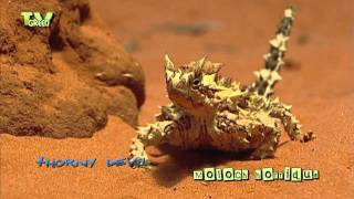 Thorny devil  Moloch horridus  Bergduivel [upl. by Narmis526]