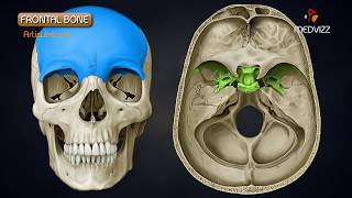 Anatomy of Frontal Bone  Animated Osteology  MBBS 1st year [upl. by Lirba63]