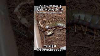 살아있는 청개구리가 꿈틀거려도 힘으로 제압하는 블랙 기간티아  Scolopendra gigantea quotBlackquot [upl. by Aynotal685]