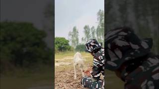 मोती को क्या हुआ 😨🥹😭 foryou army armyemotional emotinal sad shortfeed dog motivation [upl. by Osner]