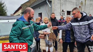 PODELJENE SADNICE BELOG JASENA U KNIĆANINU [upl. by Ttirrem870]