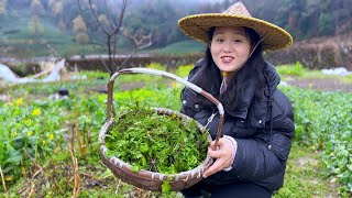 春天挖野菜，一根一根找一篮，包荠菜馅饺子 [upl. by Nahrut]