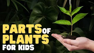 Parts of Plants for Kids  Learn all about plant parts and their functions [upl. by Canice]