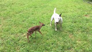 bull terrier target dog finds newborn fawn in our backyard so cute [upl. by Enrichetta]