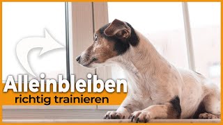 Hund alleine lassen I Mit diesem Trick lernt dein Hund das Alleinebleiben I Einfach und effektiv [upl. by Wightman587]