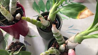 how NOT to grow catasetum orchids [upl. by Jedidiah540]