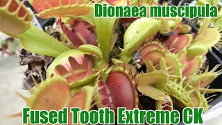 Dionaea muscipula Fused Tooth Extreme CKとFuse系 2024 食虫植物ハエトリソウ 今年も葉先が溶けました [upl. by Sidras916]