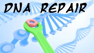 DNA repair mechanism [upl. by Ariamoy]