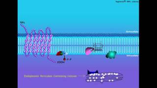 GProtein Coupled Hormone Signal Transduction [upl. by Thilda]