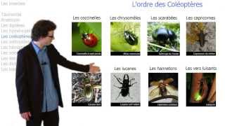 Tout savoir sur les insectes [upl. by Okihcas]