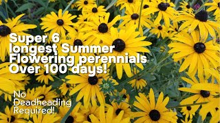 6 Non Stop Flowering perennials for Late Summer [upl. by Lupee]