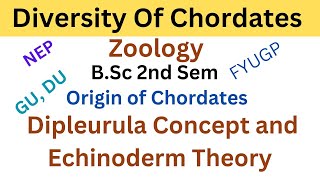 Origin of Chordates  Dipleurula Concept amp Echinoderm Theory  Bsc Zoology Diversity Of Chordates [upl. by Cosimo]