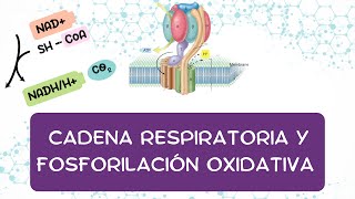 CADENA RESPIRATORIA Y FOSFORILACIÓN OXIDATIVA [upl. by Inverson]