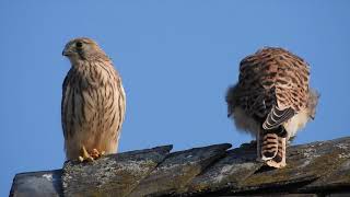 Common Kestrel Turmfalke Eifel bei Dohr Germany [upl. by Einomrah]