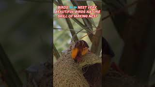 Birds Skill of Making Nest🐦🐦youtube shorts [upl. by Eloise]