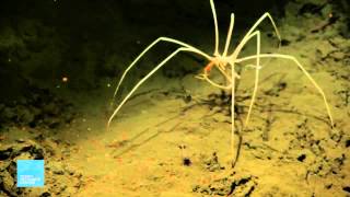 Creatures of the Deep  Sea Spider [upl. by Ainig652]