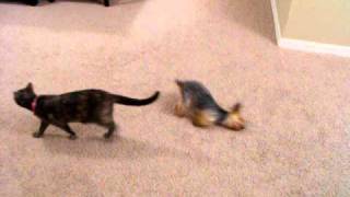 Toy Yorkie does hilarious 2 legged crawl after bath [upl. by Enobe]