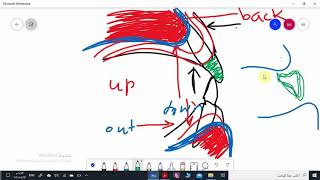 Arrangement of teeth general considerations [upl. by Usanis785]