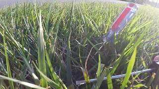 Tall fescue heat and drought stress and one way to manage it [upl. by Aseneg]