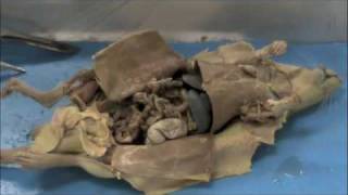 Rat dissection digestive system [upl. by Kennard]