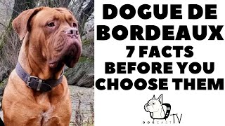 Before you buy a Dog  DOGUE DE BORDEAUX  7 facts to consider DogCastTV [upl. by Eniamart]