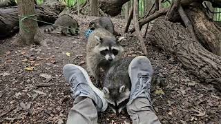 Raccoon babies on my legs [upl. by Ynnav]