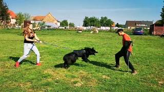 1 Belgian Groenendael vs 4 Belgian Malinois Training Dogs for Personal Protection Poland 9 maja 2020 [upl. by Sofko213]