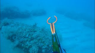 Shallow water Spearfishing Hogfish in 70  Commercial Trip [upl. by Oirasec496]