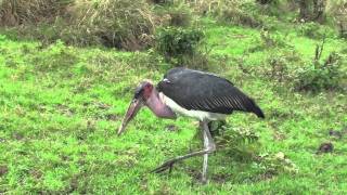 Marabou Stork Eating Flying Termites [upl. by Cas]