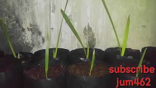 Kurma  cara menanam kurma indonesia  How to plant hydroponics [upl. by Gensmer]