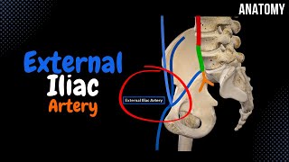 External Iliac Artery EASY scheme Course  Branches [upl. by Sirob689]