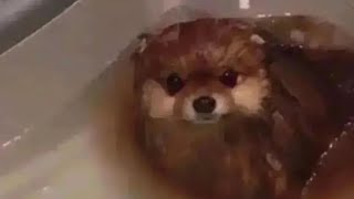 dissolving my dog in hydrochloric acid [upl. by Weisman115]