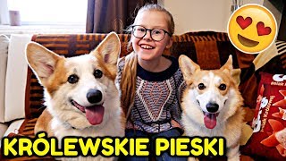 SŁODKIE PIESKI U MNIE W DOMU😍 CORGI PSIAK KRÓLOWEJ [upl. by Liebman872]