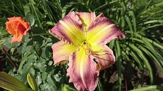 Лилейник Леди Дракон  Hemerocallis Lady Dragon [upl. by Hamburger]