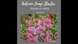 Autumn sowing and growing Snapdragons Antirrhinum majus 12 September 2023 [upl. by Lathe367]