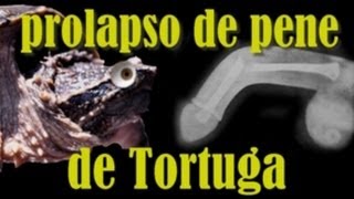 Prolapso de Pene de Tortuga  Chelydra Rossignoni Arnulfo [upl. by Ahsemo]